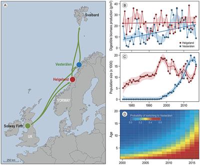 Young Birds Switch but Old Birds Lead: How Barnacle Geese Adjust Migratory Habits to Environmental Change